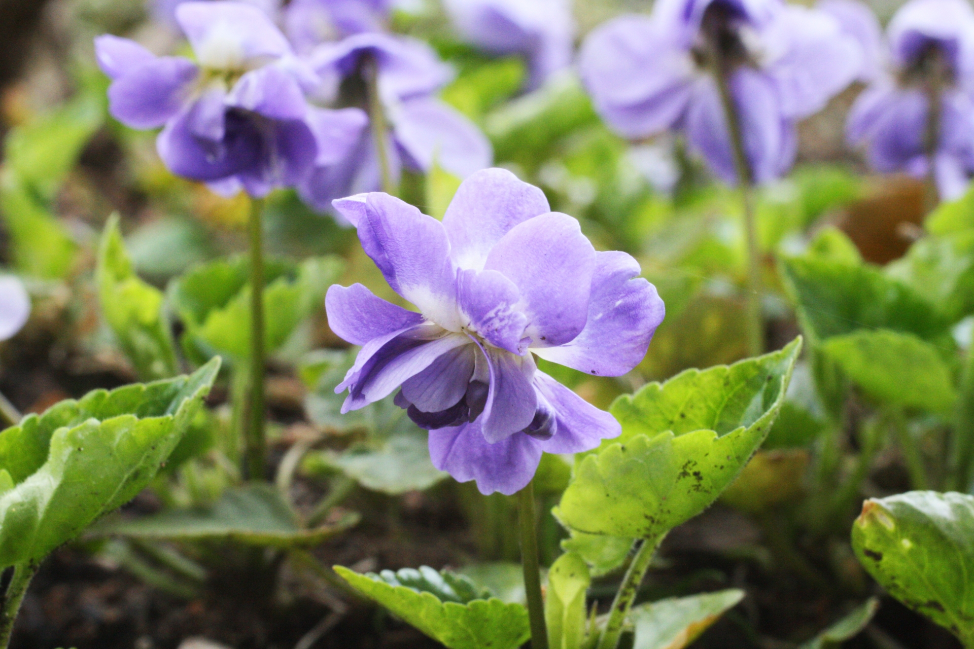 ー身近な香りと臭いの植物たちー 匂いのする植物のものがたり「第5回ニオイスミレのものがたり」 | セラピスト連載記事 | セラピスト ONLINE